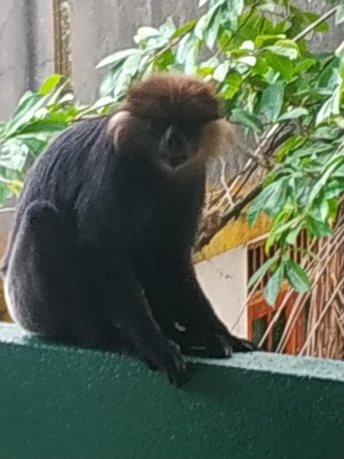 Unawatuna Backpacker Lodge エクステリア 写真